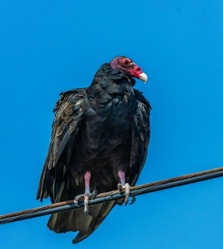 TURKEY VULTURE Wall Print Photo Poster buzzards birds animals Wildlife
