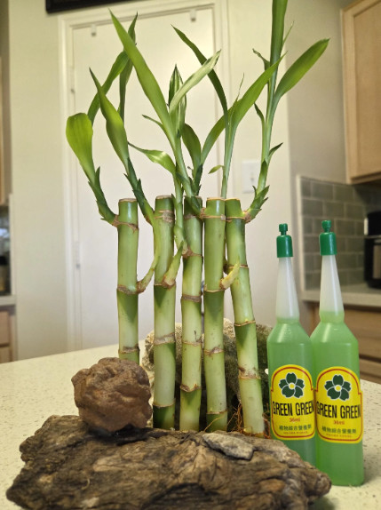 5 Lucky Bamboo Plants 6″ FREE 2 Bottles Fertilizer, Home Decor, Office Desk