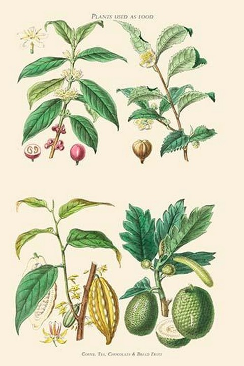 Plants Used as Food.Coffee,Tea,Chocolate,Breadfruit William Rhind Poster Print