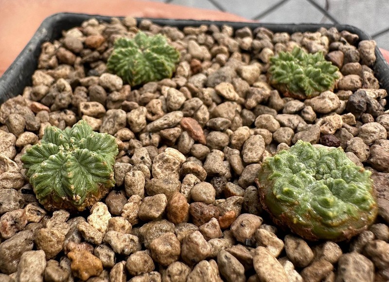 Aztekium r from see-d x 4Plants (discount) Rare Ariocarpus copiapoa Euphorbia (B gallery
