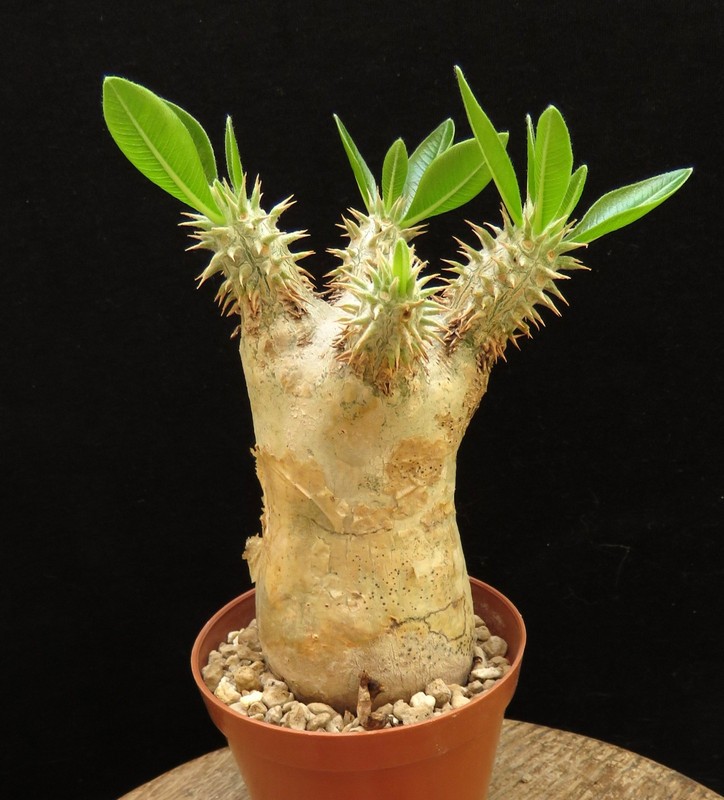 Pachypodium eburneum,Caudex,Succulent Plants,Cactus