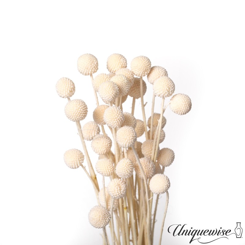 Uniquewise Preserved Real Floral Stems Chic Vase Fillers & Accents for Bouquets gallery