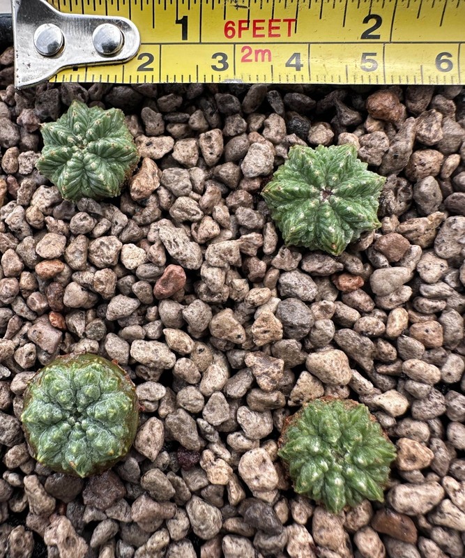 Aztekium r from see-d x 4Plants (discount) Rare Ariocarpus copiapoa Euphorbia (B gallery