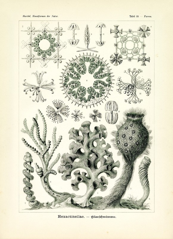 Ernst Haeckel Sea Sponges 1904 Haeckel Sea Sponges Art Drawing 4 x 6″ – 16 x 20″