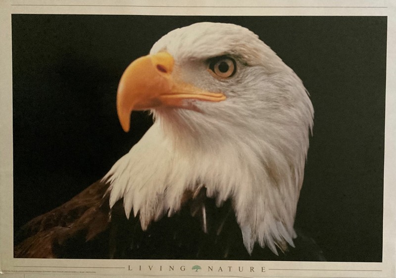Living Nature America Eagle Vintage 1996 Poster 24 x 34.5 Italian Import Out of