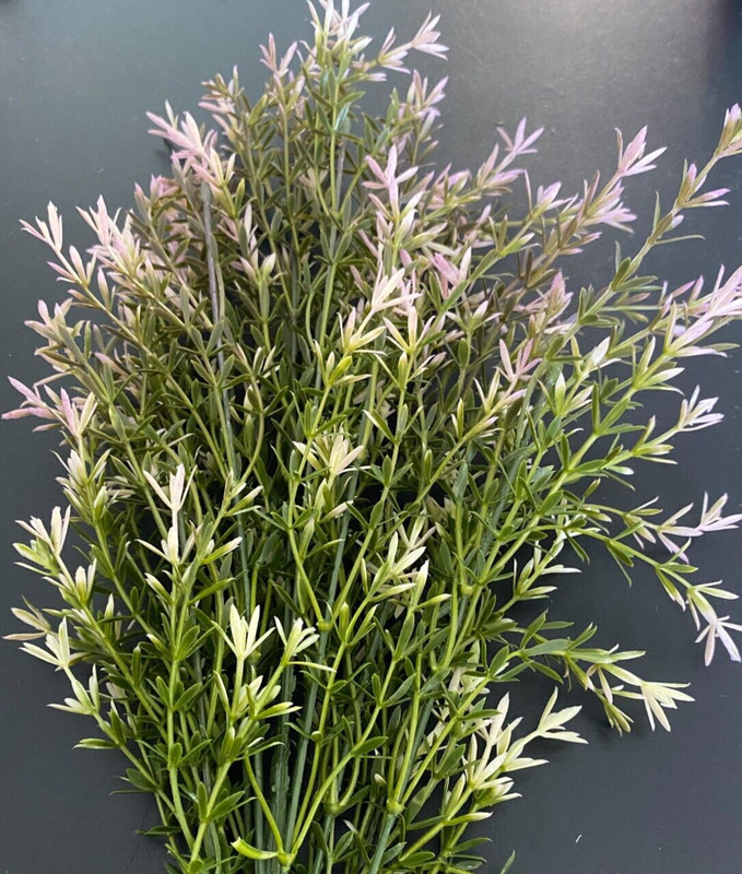Artificial Lavender Asparagus Bush 23" for Home Office Party Wedding Decor gallery