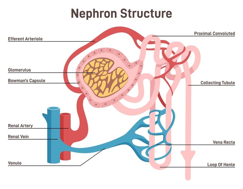 Nephron Structure Urine Formation Organ Limited Edition Premium Poster 91x61cm