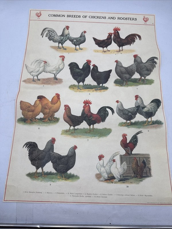 Cavallini & Co. Common Breeds Of Chickens Roosters Poster Italian Paper 27″x19″
