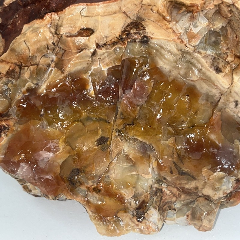 Agatized Opalized Petrified Wood Stunning Orange Red FireAgate Display 5 Lb 14oz gallery