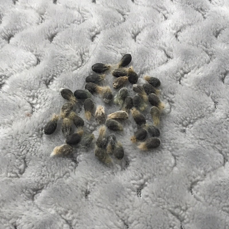 15 Fresh White Cotton Seeds from Puerto Rico. No pesticides, totally organic!