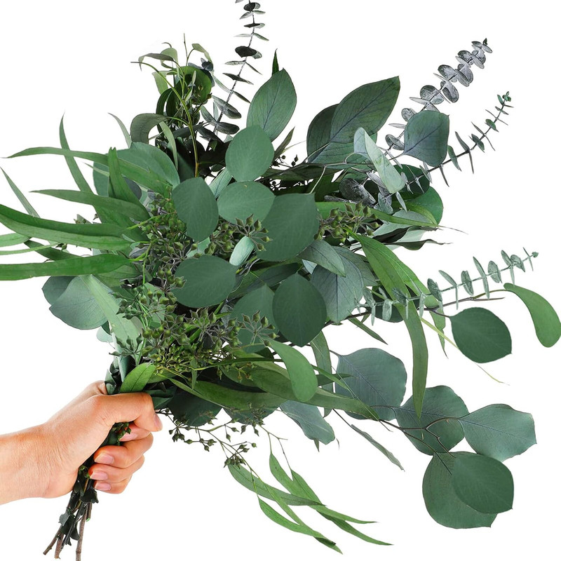 12 Pcs Mixed Real Dried Eucalyptus Leaves Stems – Preserved Eucalyptus