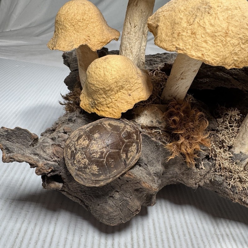 Tabletop Centerpiece Mushroom Bundle Botanical Accent Piece Decor Whimsical gallery
