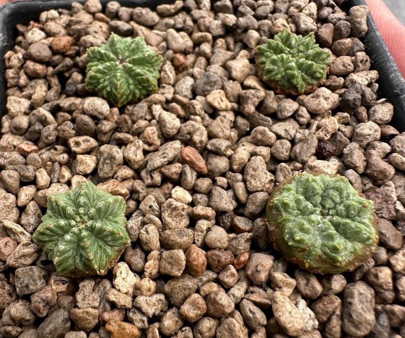 Aztekium r from see-d x 4Plants (discount) Rare Ariocarpus copiapoa Euphorbia (B gallery