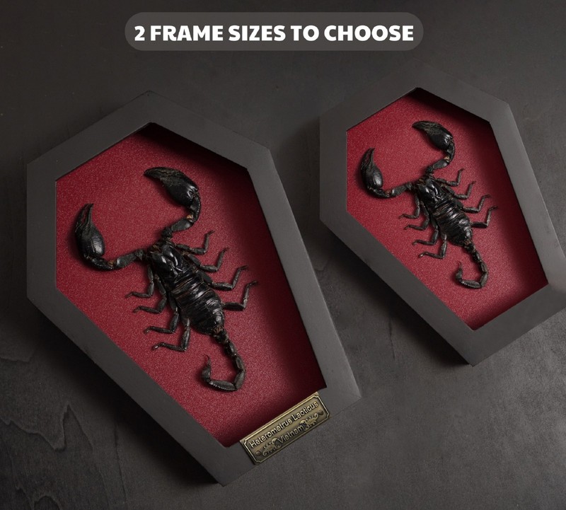 Empty Coffin Shadow Box Frame with Acrylic Front Deep Display Case Wall Hanging gallery