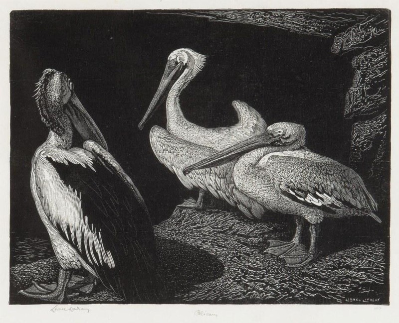 Pelicans – Lionel Lindsay 1932 Australian Wood Engraving Wildlife Print to Frame