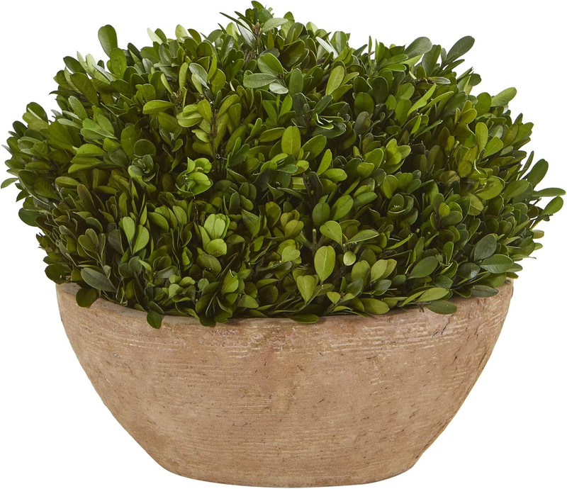 12In. Boxwood Preserved Plant in Oval Planter