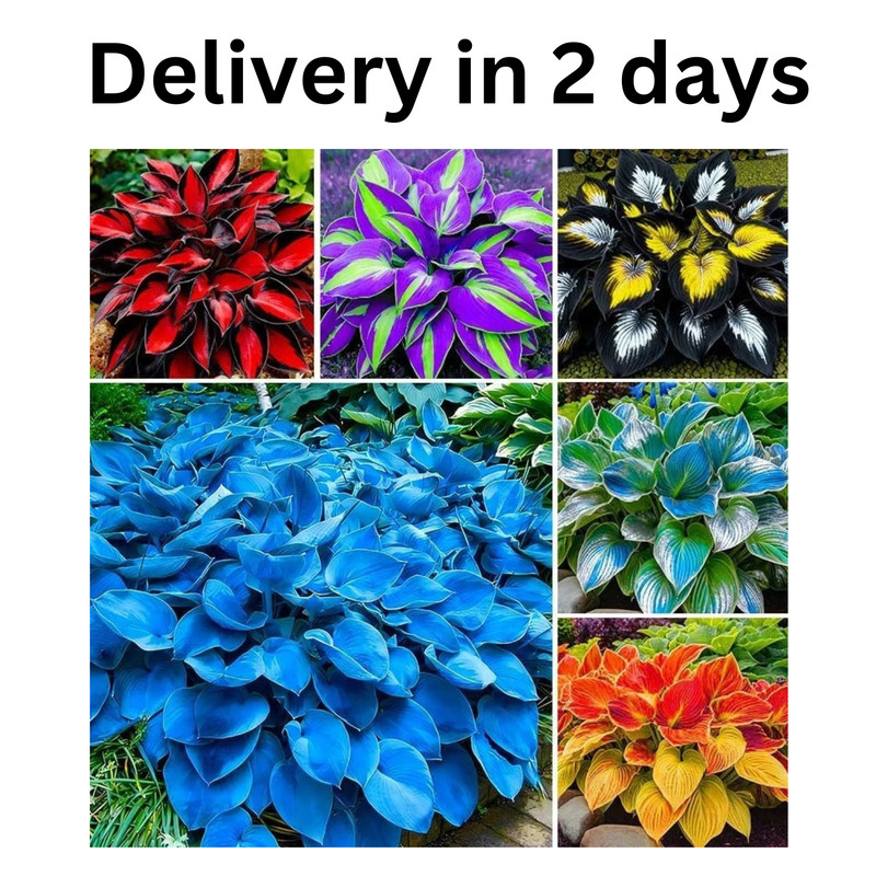 175Pcs Mix Hosta Seed for Planting-Non-Gmo Heirloom Plant Seeds Garden Outdoor