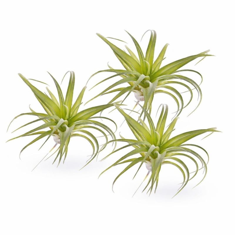 Artificial Air Plant Set of 3 Real Touch Faux Tillandsia Plants Small Faux Air P