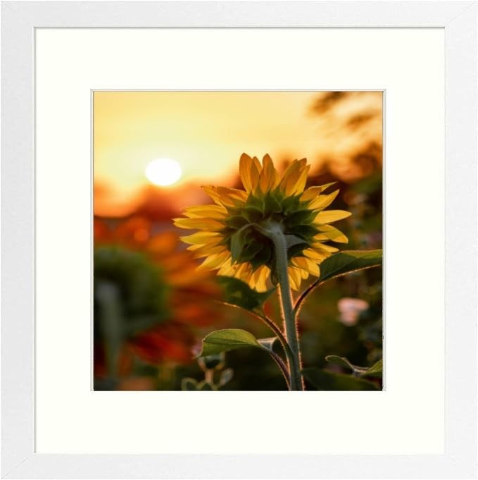 Classic 12×12 Picture Frame Versatile Design with Removable Mat and Acrylic C…