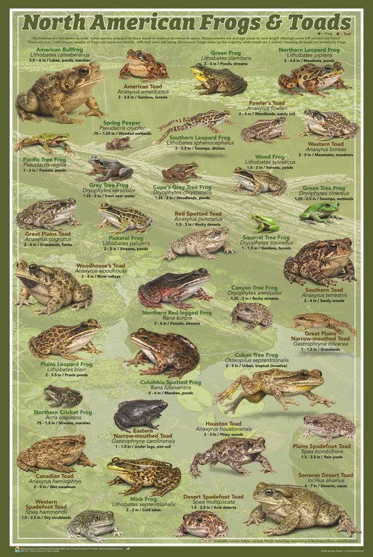 North American Frogs & Toads Educational Poster - 24" x 36"