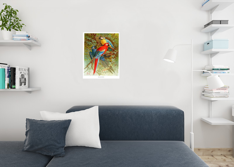Scarlet Blue Gold Macaws Vintage Illustration Tropical Bluebird Decor Blue Bird gallery