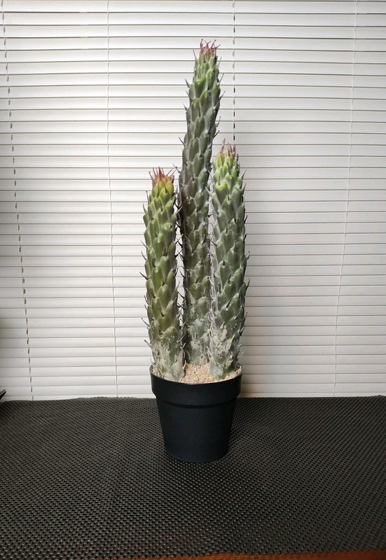 22" Succulent Cactus Realistic Artificial Plant Home Office Decor Brand New gallery