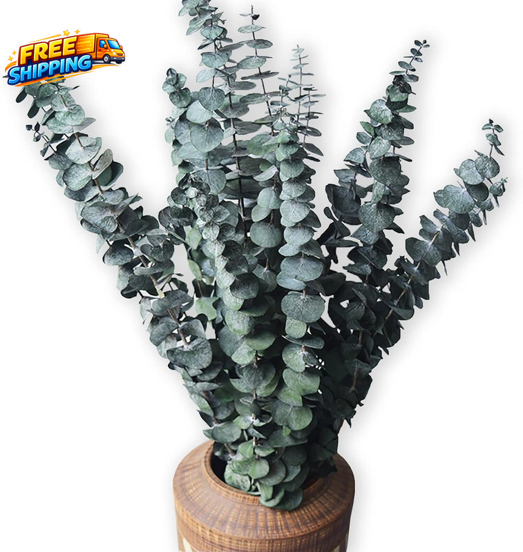 Eucalyptus for Shower 10 Pcs Hanging Dried Eucalyptu Stems 17 Real