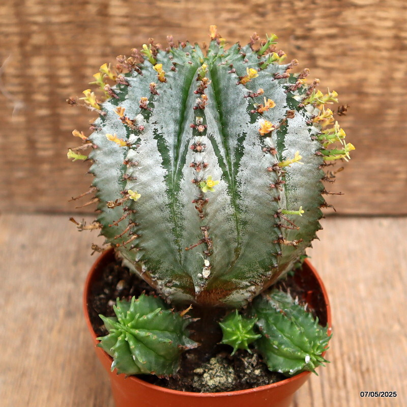 D3934 EUPHORBIA HORRIDA SNOWFLAKE pot8,5-H12-W9 cm MaMa Cactus