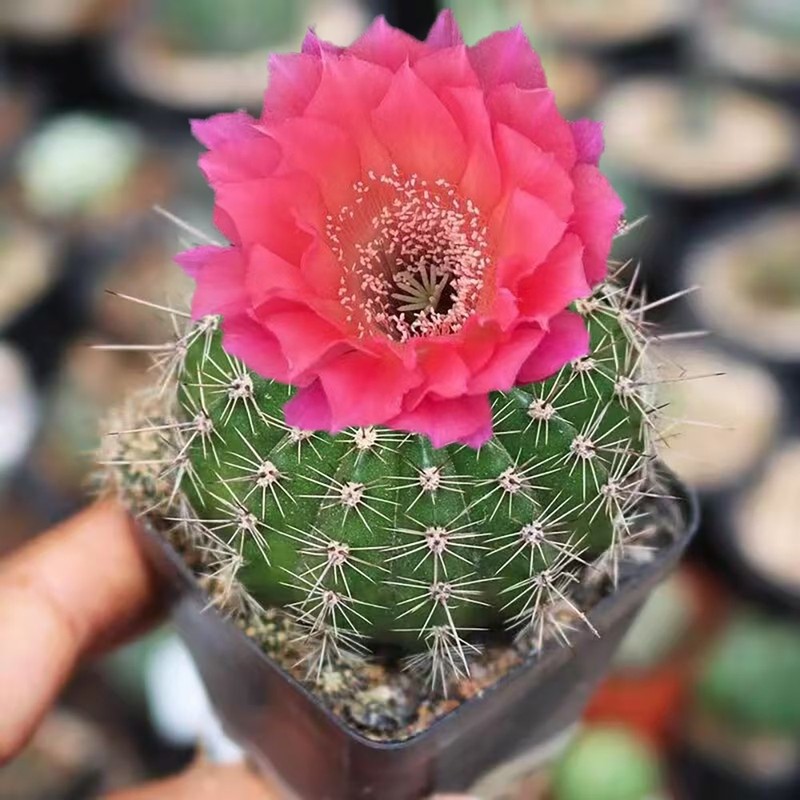 Gymnocalycium baldianum Dwarf Chin Cactus Live Succulent Plant Blooming Cactus gallery