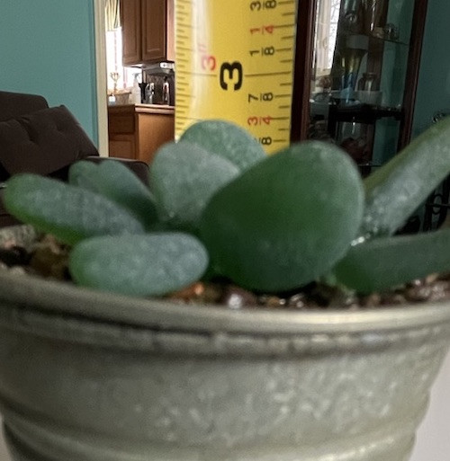 Seaglass Succulent In Metal Pail Small upcycled Easy Care Plant Mom Gramma BFF gallery