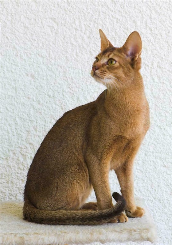 ABYSSINIAN CAT GLOSSY POSTER PICTURE PHOTO kitten kitty shorthair cute zula 152