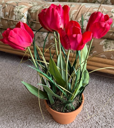 Spring flower bouquet of Red tulips in a pot (5 pieces)