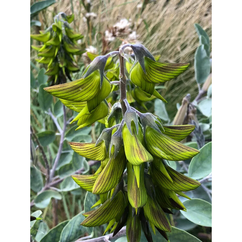 Regal Birdflower ( Crotalaria cunninghamii ) 10 seeds