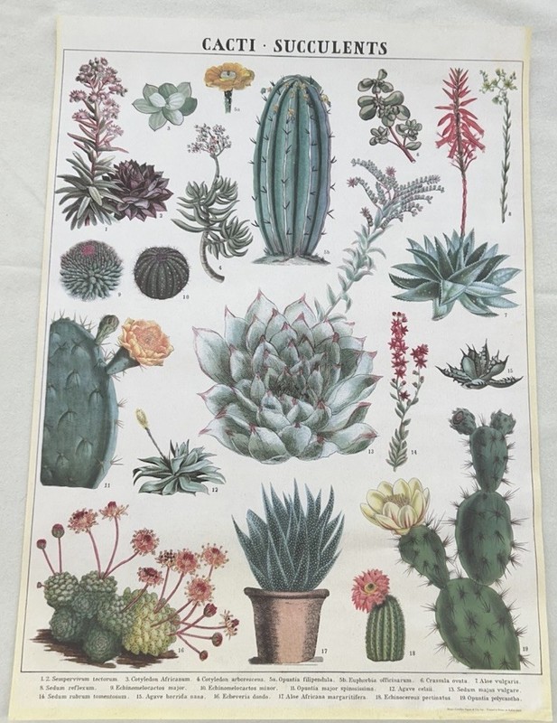 Cacti Succulents Chart Art Poster 20x27 Vintage Style Cactus Nature Print gallery