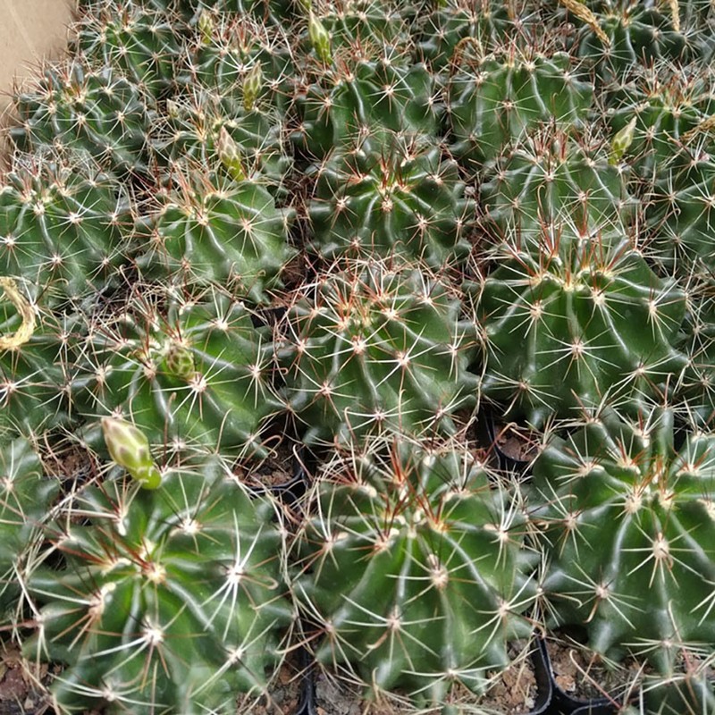 Thelocactus Setispinus Anderson, Live Cactus Plants,Rare Plants gallery