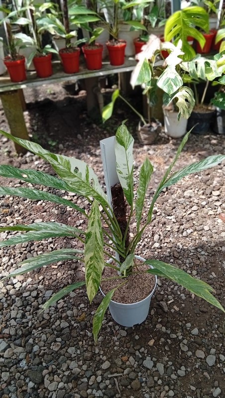 Real Picture Rhaphidophora Megasperma Variegated Medium Size