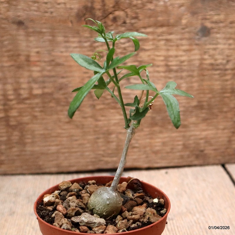 D8176 KEDROSTIS AFRICANA pot8,5-H10-W2 cm MaMa Cactus