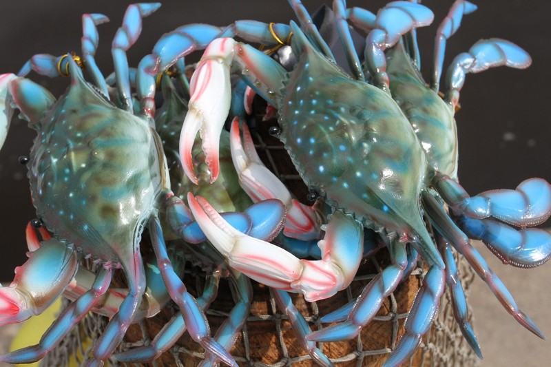 1-BLUE CRAB 10 Inch Wall Hanging,Life Like Specifics,Beach Decor,Gifts,CR-10 gallery
