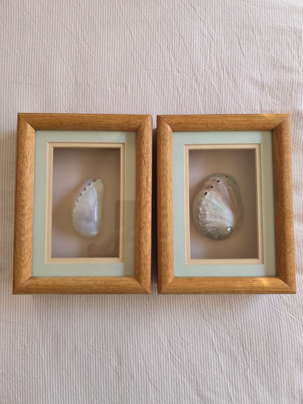Vintage 80’s Sea Shells In Double Matted Solid Oak Shadow Box Frames