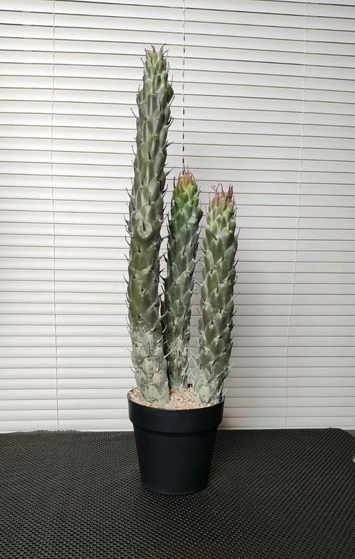 22" Succulent Cactus Realistic Artificial Plant Home Office Decor Brand New gallery