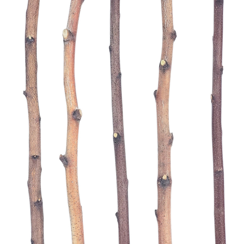 5ft. Birch Pole Assortment, 2 pc. for Wood Projects, Macrame, Rustic Cutain Rods