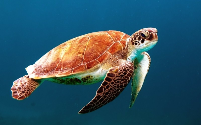Cute Turtle in Ocean Amphibian Sea Life Animal POSTER PICTURE PHOTO PRINT