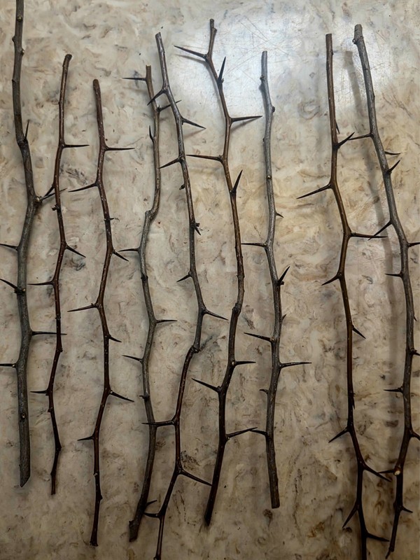 9 Wild Hawthorn Branches 12-15″ Natural Thorny Sticks Crafts Decor Wands
