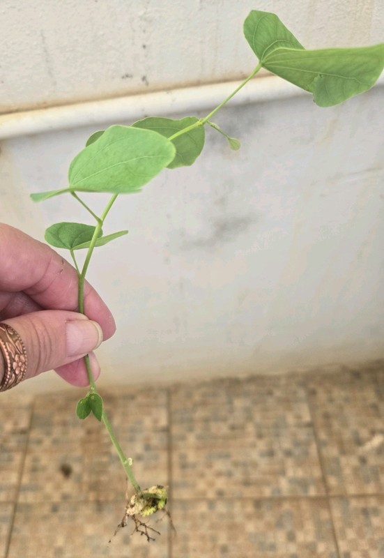 LIVE SEEDLING Bauhinia Purple Hawaiian Orchid Butterfly Purpurea Trees 6+”