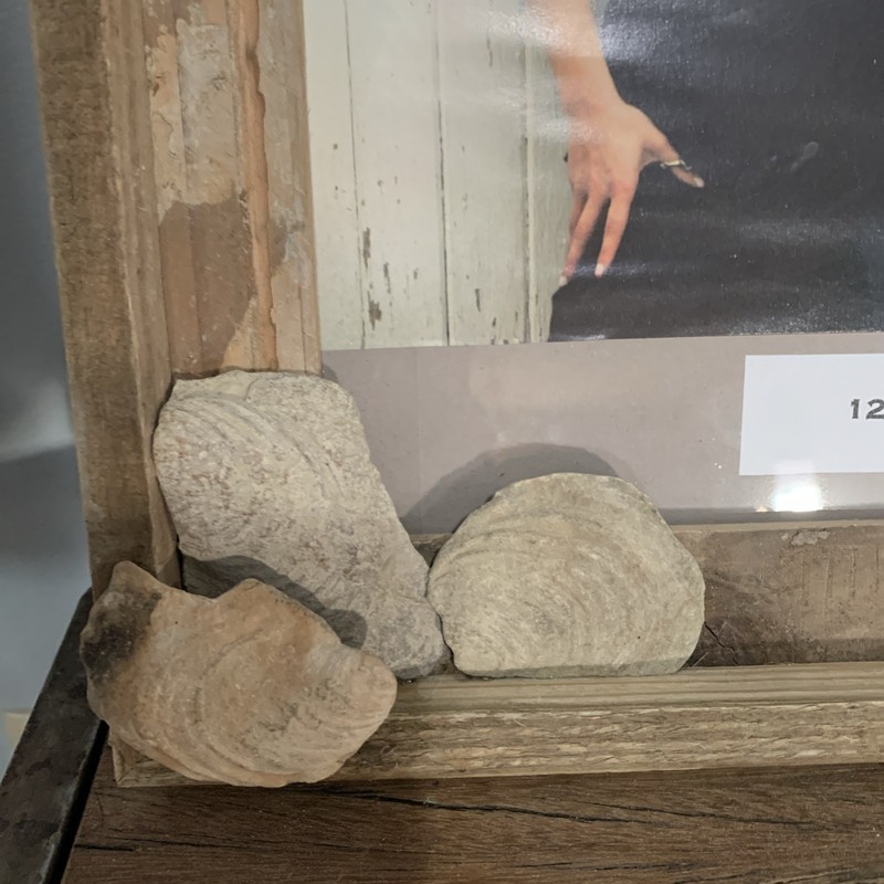 Beautiful, Totally Unique Fossil-Embellished Picture Frame gallery