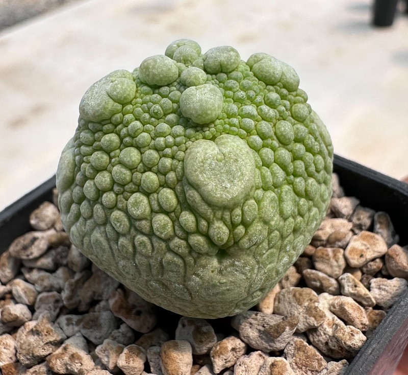 Pseudolithos cubiformis x dodsoniana (BIG DOT)se-ed grown (A1 Copiapoa Euphorbia gallery
