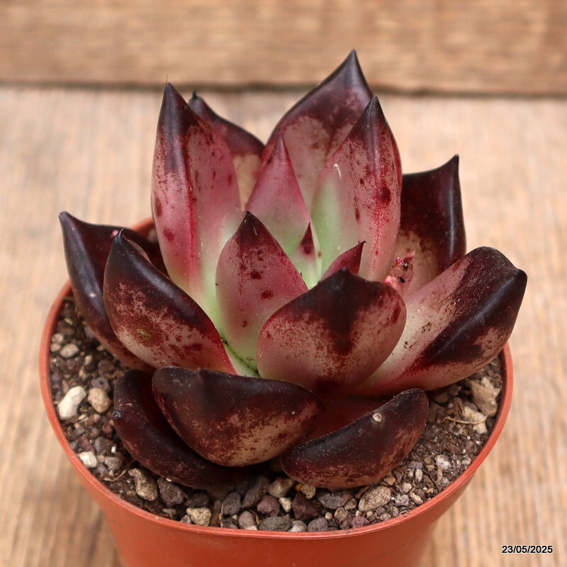 D4331 ECHEVERIA AGAVOIDES “ROMEO” pot8,5-H7-W8 cm MaMa Cactus