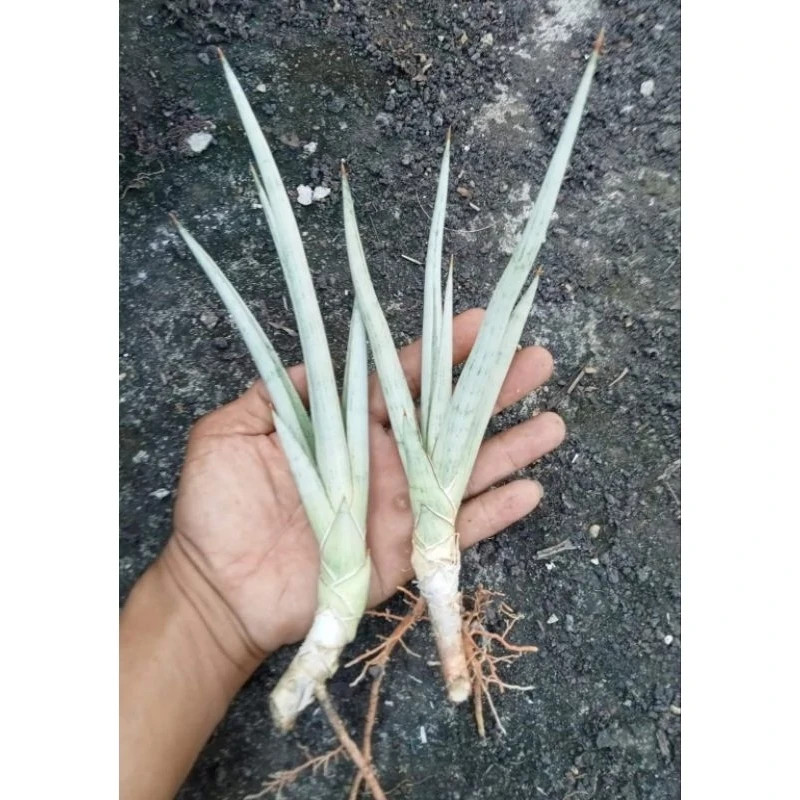 Real Pict Sansevieria Slim Nimh Silver Rare Unique Snake Plant