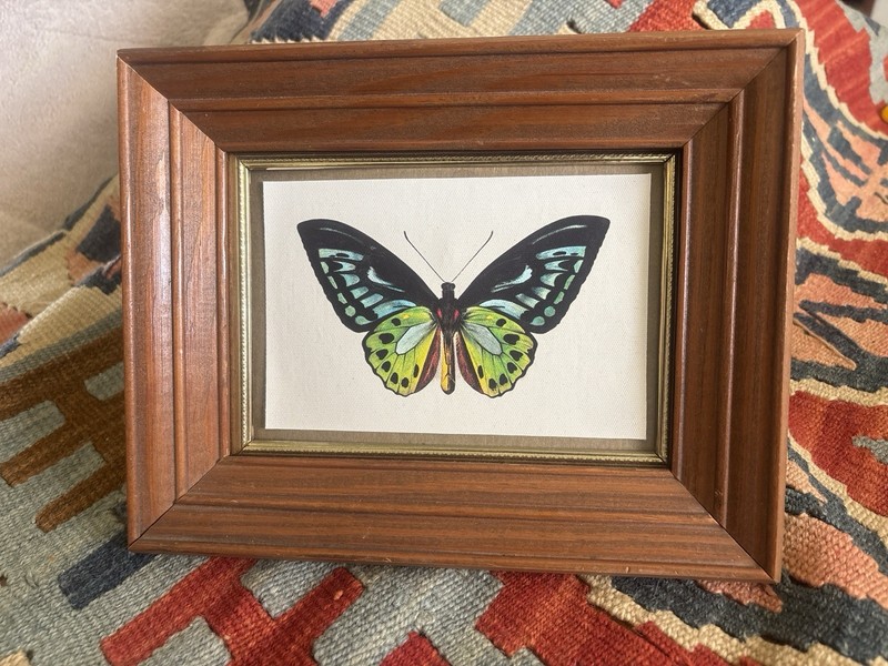 Framed Butterfly Print Vintage Style Entomology Wall Art Wood Frame 5×7