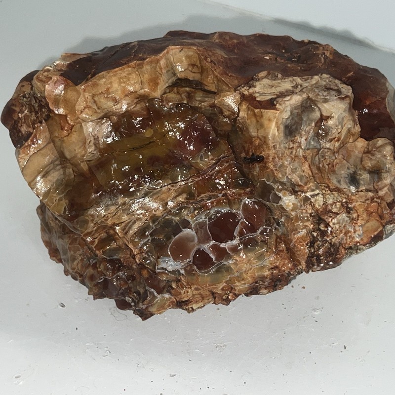 Agatized Opalized Petrified Wood Stunning Orange Red FireAgate Display 5 Lb 14oz gallery